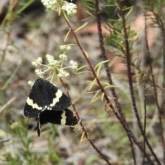 Eutrichopidia latinus (Yellow-banded Day-moth) at High Range, NSW - 16 Dec 2022 by GlossyGal