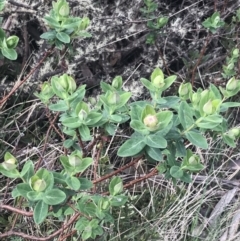 Pimelea ligustrina subsp. ciliata at Cotter River, ACT - 6 Dec 2022