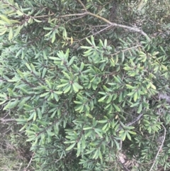 Persoonia subvelutina (Velvety Geebung) at Cotter River, ACT - 6 Dec 2022 by Tapirlord