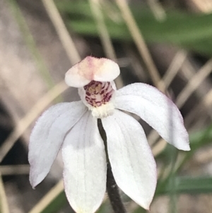 Caladenia alpina at Cotter River, ACT - suppressed