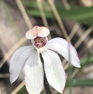 Caladenia alpina at Cotter River, ACT - suppressed