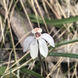 Caladenia alpina at Cotter River, ACT - suppressed