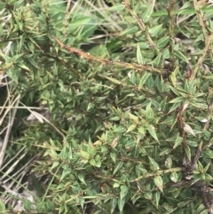 Daviesia ulicifolia subsp. ruscifolia at Cotter River, ACT - 6 Dec 2022