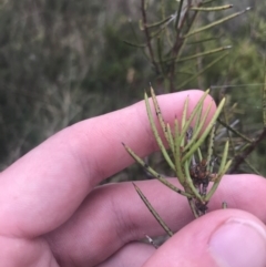 Hakea lissosperma (Needle Bush) at Cotter River, ACT - 6 Dec 2022 by Tapirlord