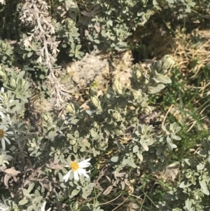 Olearia phlogopappa subsp. flavescens at Cotter River, ACT - 6 Dec 2022