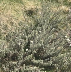 Olearia phlogopappa subsp. flavescens at Cotter River, ACT - 6 Dec 2022