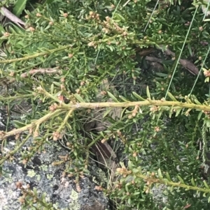 Podocarpus lawrencei at Cotter River, ACT - 6 Dec 2022 02:17 PM