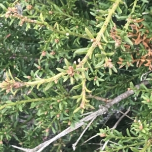 Podocarpus lawrencei at Cotter River, ACT - 6 Dec 2022 02:17 PM