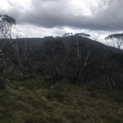 Eucalyptus pauciflora subsp. debeuzevillei (A Snow Gum) at Cotter River, ACT - 6 Dec 2022 by Tapirlord