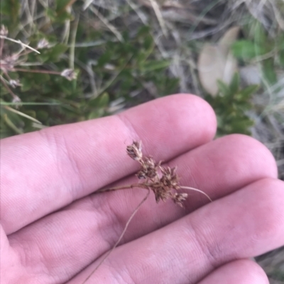 Luzula novae-cambriae (Rock Woodrush) at Cotter River, ACT - 6 Dec 2022 by Tapirlord