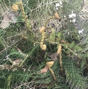 Polystichum proliferum at Bimberi, NSW - 6 Dec 2022