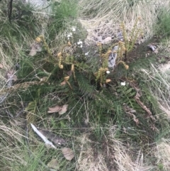 Polystichum proliferum at Bimberi, NSW - 6 Dec 2022