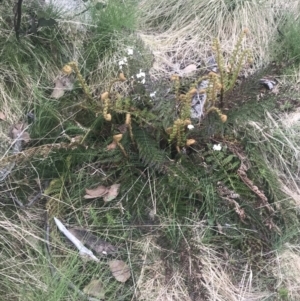 Polystichum proliferum at Bimberi, NSW - 6 Dec 2022