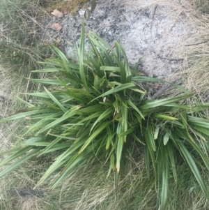 Dianella tasmanica at Cotter River, ACT - 6 Dec 2022