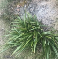 Dianella tasmanica at Cotter River, ACT - 6 Dec 2022