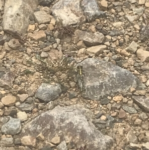 Austrogomphus guerini at Cotter River, ACT - 6 Dec 2022