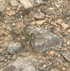 Austrogomphus guerini at Cotter River, ACT - 6 Dec 2022