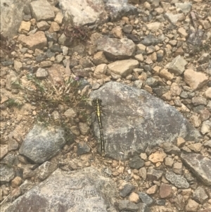 Austrogomphus guerini at Cotter River, ACT - 6 Dec 2022