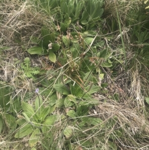 Plantago euryphylla at Cotter River, ACT - 6 Dec 2022