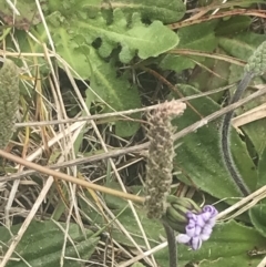 Plantago euryphylla at Cotter River, ACT - 6 Dec 2022