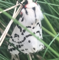 Ardices glatignyi (Black and White Tiger Moth (formerly Spilosoma)) at Bimberi Nature Reserve - 6 Dec 2022 by Tapirlord