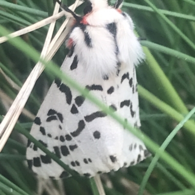 Ardices glatignyi (Black and White Tiger Moth (formerly Spilosoma)) at Bimberi Nature Reserve - 6 Dec 2022 by Tapirlord