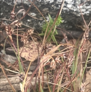 Luzula novae-cambriae at Cotter River, ACT - 6 Dec 2022