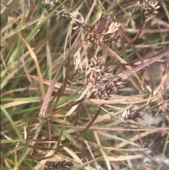 Luzula novae-cambriae at Cotter River, ACT - 6 Dec 2022