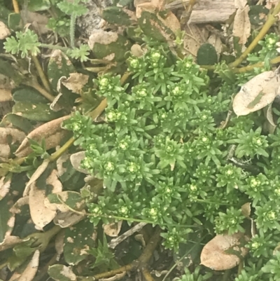 Asperula pusilla (Alpine Woodruff) at Bimberi Nature Reserve - 6 Dec 2022 by Tapirlord