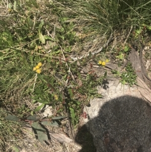 Senecio pinnatifolius var. alpinus at Cotter River, ACT - 6 Dec 2022