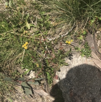 Senecio pinnatifolius var. alpinus at Cotter River, ACT - 6 Dec 2022 by Tapirlord