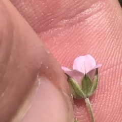 Geranium potentilloides var. abditum at Cotter River, ACT - 6 Dec 2022 11:37 AM