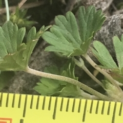 Geranium potentilloides var. abditum at Cotter River, ACT - 6 Dec 2022 11:37 AM