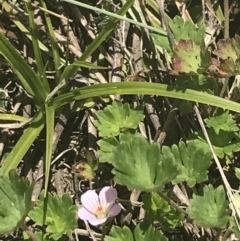 Geranium potentilloides var. abditum at Cotter River, ACT - 6 Dec 2022 11:37 AM