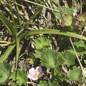 Geranium potentilloides var. abditum at Cotter River, ACT - 6 Dec 2022 11:37 AM