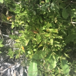 Rhytidosporum alpinum at Cotter River, ACT - 6 Dec 2022