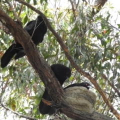 Corcorax melanorhamphos (White-winged Chough) at High Range, NSW - 15 Dec 2022 by GlossyGal