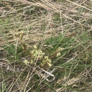 Aciphylla simplicifolia at Cotter River, ACT - 6 Dec 2022