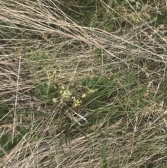 Aciphylla simplicifolia at Cotter River, ACT - 6 Dec 2022