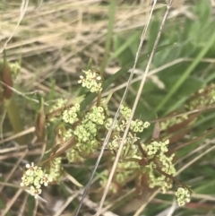 Aciphylla simplicifolia at Cotter River, ACT - 6 Dec 2022