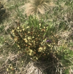 Phebalium squamulosum subsp. ozothamnoides (Alpine Phebalium, Scaly Phebalium) at Cotter River, ACT - 6 Dec 2022 by Tapirlord