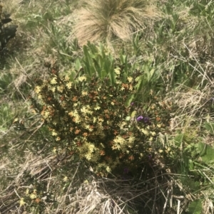 Phebalium squamulosum subsp. ozothamnoides at Cotter River, ACT - 6 Dec 2022