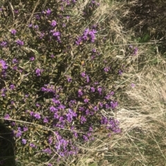 Hovea montana (Alpine Hovea) at Cotter River, ACT - 6 Dec 2022 by Tapirlord