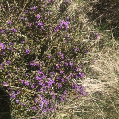 Hovea montana (Alpine Hovea) at Cotter River, ACT - 6 Dec 2022 by Tapirlord
