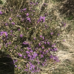 Hovea montana at Cotter River, ACT - 6 Dec 2022 11:09 AM