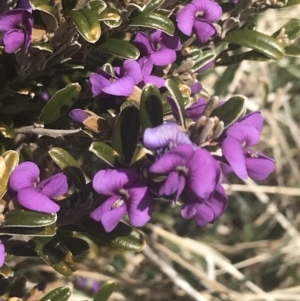 Hovea montana at Cotter River, ACT - 6 Dec 2022 11:09 AM