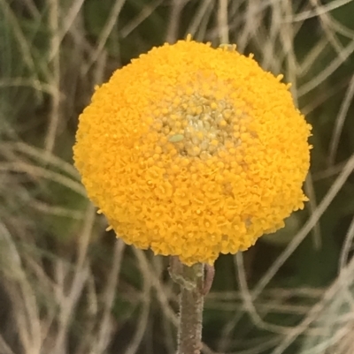 Craspedia aurantia var. aurantia (Orange Billy Buttons) at Cotter River, ACT - 6 Dec 2022 by Tapirlord