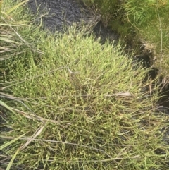 Isolepis crassiuscula (Alpine Club-rush) at Cotter River, ACT - 6 Dec 2022 by Tapirlord