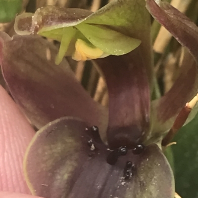 Chiloglottis valida (Large Bird Orchid) at Cotter River, ACT - 5 Dec 2022 by Tapirlord