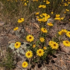 Xerochrysum viscosum at Isaacs, ACT - 27 Dec 2022 11:27 AM